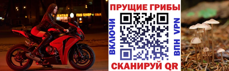 KRAKEN ссылки  Пласт  Псилоцибиновые грибы Psilocybe 